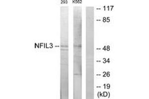 Western blot analysis of extracts from 293/K562 cells, using NFIL3 Antibody.