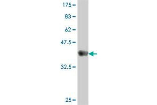 MAMLD1 antibody  (AA 603-701)