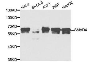 Western blot analysis of extracts of various cell lines, using SMAD4 antibody. (SMAD4 antibody  (AA 160-450))