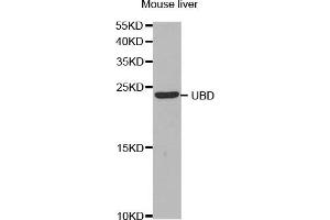 Western Blotting (WB) image for anti-Ubiquitin D (UBD) antibody (ABIN1876679) (UBD antibody)