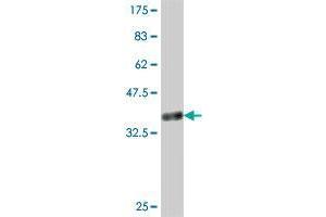 Western Blot detection against Immunogen (38.