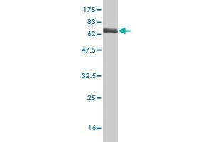 Western Blot detection against Immunogen (67.