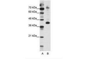 Image no. 1 for anti-NFKB Repressing Factor (NKRF) (N-Term) antibody (ABIN202400) (NKRF antibody  (N-Term))