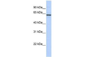 WB Suggested Anti-RNMT Antibody Titration:  0. (RNMT antibody  (C-Term))