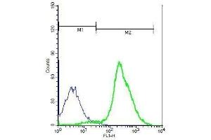 Mouse thymocytes probed with Rabbit Anti-TSHR Polyclonal Antibody, Unconjugated . (TSH receptor antibody  (AA 501-600))