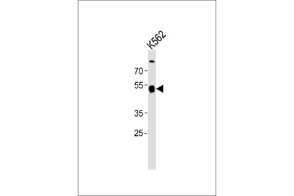 ZNF500 antibody  (N-Term)