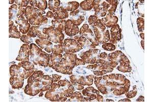 Immunohistochemical staining of paraffin-embedded Human pancreas tissue using anti-RIT2 mouse monoclonal antibody.