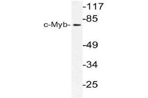 Western blot (WB) analysis of c-Myb antibody in extracts from 293 cells. (MYB antibody)