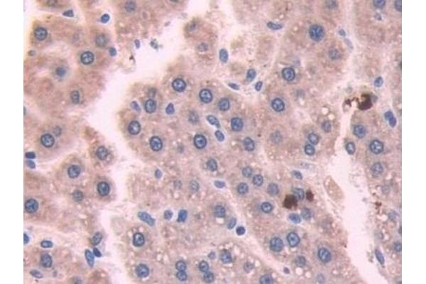 NOSTRIN antibody  (AA 1-245)