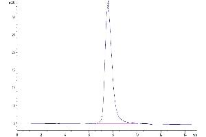 The purity of Biotinylated Human Fc gamma RIIIB (NA2) is greater than 95 % as determined by SEC-HPLC.