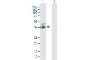 Western Blot analysis of FPR2 expression in transfected 293T cell line by FPR2 MaxPab polyclonal antibody. (FPR2 antibody  (AA 1-351))