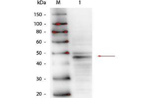 Western Blot of Mouse anti-GATA4 Antibody. (GATA4 antibody  (N-Term))