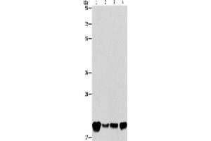 Western Blotting (WB) image for anti-Phosphatidylethanolamine Binding Protein 1 (PEBP1) antibody (ABIN2422047)
