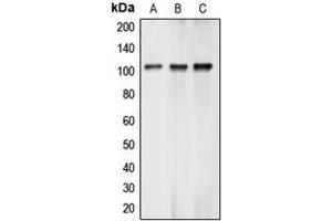 Western blot analysis of BCLAF1 expression in K562 (A), MCF7 (B), A549 (C) whole cell lysates.