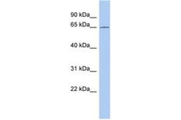 CCDC63 antibody  (AA 323-372)