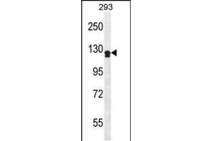 Western blot analysis in 293 cell line lysates (35ug/lane). (UNC5D antibody  (AA 483-511))