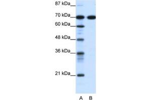 Western Blotting (WB) image for anti-RRN3 RNA Polymerase I Transcription Factor (RRN3) antibody (ABIN2460958)