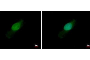 ICC/IF Image BCL2L15 antibody detects BCL2L15 protein at nucleus by immunofluorescent analysis. (BCL2-Like 15 antibody)