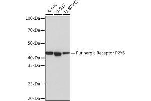 Western blot analysis of extracts of various cell lines, using Purinergic Receptor Purinergic Receptor P2Y6 Rabbit mAb (ABIN7269761) at 1:1000 dilution. (P2RY6 antibody)