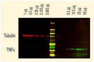 Image no. 1 for Goat anti-Rat IgG (Whole Molecule) antibody (ABIN300917) (Goat anti-Rat IgG (Whole Molecule) Antibody)