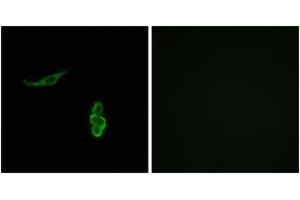 Immunofluorescence (IF) image for anti-Sodium Channel, Nonvoltage-Gated 1, delta (SCNN1D) (AA 411-460) antibody (ABIN2890112) (SCNN1D antibody  (AA 411-460))