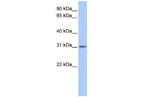 ODF3L1 antibody used at 1 ug/ml to detect target protein. (ODF3L1 antibody  (N-Term))