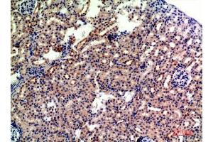 Immunohistochemistry (IHC) analysis of paraffin-embedded Mouse Kidney, antibody was diluted at 1:200. (CD235a/GYPA antibody  (Internal Region))