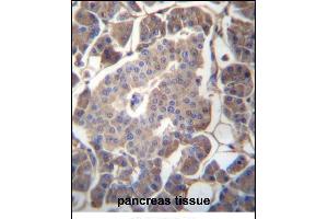 GP2 Antibody (N-term) (ABIN657047 and ABIN2846214) immunohistochemistry analysis in formalin fixed and paraffin embedded human pancreas tissue followed by peroxidase conjugation of the secondary antibody and DAB staining. (GP2 antibody  (N-Term))