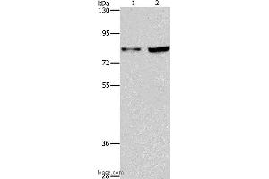 Western blot analysis of Hela and Raji cell, using MYB Polyclonal Antibody at dilution of 1:633 (MYB antibody)