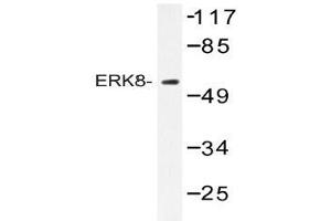 Western blot (WB) analysis of ERK8 antibody in extracts from HepG2 cells. (MAPK15 antibody)