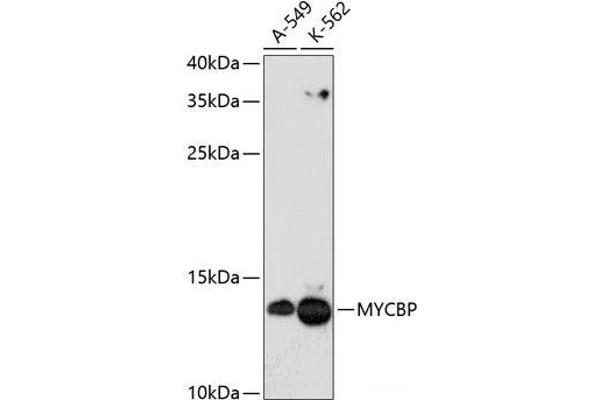 MYCBP antibody