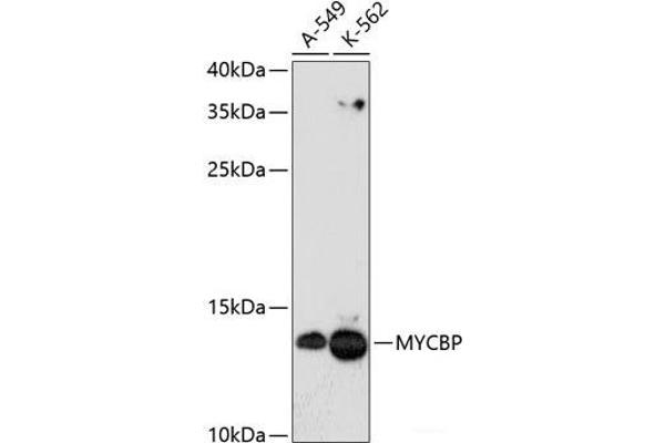 MYCBP 抗体