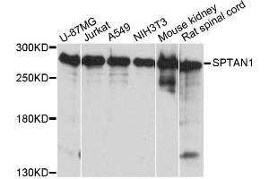 Western blot analysis of extracts of various cell lines, using SPTAN1 antibody. (SPTAN1 antibody)
