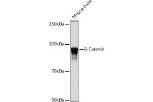 Western blot analysis of extracts of Mouse brain, using β-Catenin antibody (ABIN7266138) at 1:1000 dilution. (CTNNB1 antibody)