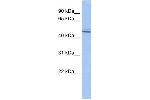 RBMS3 antibody used at 1 ug/ml to detect target protein. (RBMS3 antibody  (Middle Region))