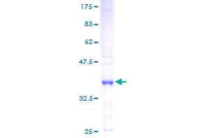 HMGN4 Protein (AA 1-90) (GST tag)