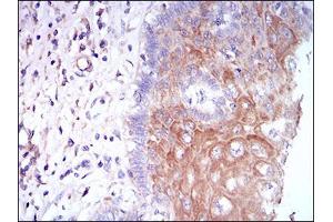 Fig. (CSF1R antibody  (AA 344-497))