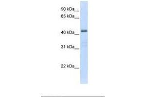 Image no. 1 for anti-Solute Carrier Family 29 (Nucleoside Transporters), Member 2 (SLC29A2) (AA 362-411) antibody (ABIN6738095) (SLC29A2 antibody  (AA 362-411))