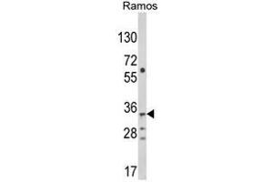 Western blot analysis of C10orf27 Antibody (C-term) in Ramos cell line lysates (35ug/lane). (C10orf27 antibody  (C-Term))