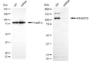 Western blotting analysis using ARHGEF2 antibody (ABIN7800206). (ARHGEF2 antibody)