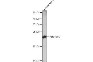 Western blot analysis of extracts of mouse testis, using PBR/PBR/TSPO antibody (ABIN7269228) at 1:1000 dilution. (TSPO antibody  (AA 1-50))