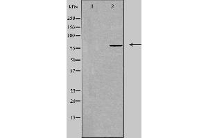 TRIM3 antibody  (Internal Region)