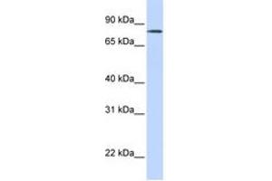Image no. 1 for anti-Organic Anion Transporter LST-3b (LST-3TM12) (AA 252-301) antibody (ABIN6743317) (LST-3TM12 antibody  (AA 252-301))