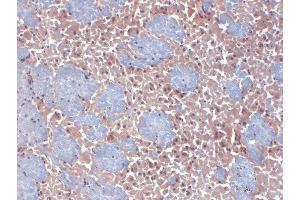 Immunohistochemistry analysis using Mouse Anti-HCN2 Monoclonal Antibody, Clone S71-37 . (HCN2 antibody  (AA 761-863) (PE))