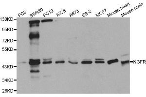 Western blot analysis of extracts of various cell lines, using NGFR antibody (ABIN5971123) at 1/1000 dilution. (NGFR antibody)