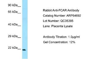 Western Blotting (WB) image for anti-Fc Fragment of IgA, Receptor For (FCAR) (C-Term) antibody (ABIN970682) (FCAR antibody  (C-Term))