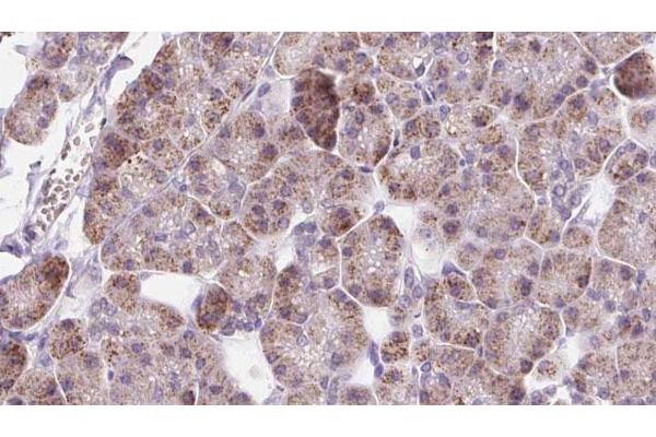 DIO1 antibody  (C-Term)