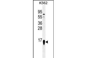 RPS19 Antibody (Center) (ABIN655978 and ABIN2845362) western blot analysis in K562 cell line lysates (35 μg/lane). (RPS19 antibody  (AA 25-54))