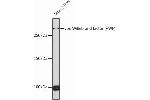 Western blot analysis of extracts of Mouse liver, using von Willebrand factor (VWF) Rabbit mAb (ABIN6129836, ABIN6144889, ABIN6144890 and ABIN7101425) at 1:1000 dilution. (VWF antibody)