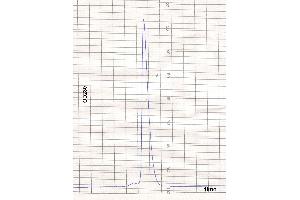 product purity: gel permeation chromatography (Superose 12/HR)